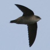 Vaux's Swift